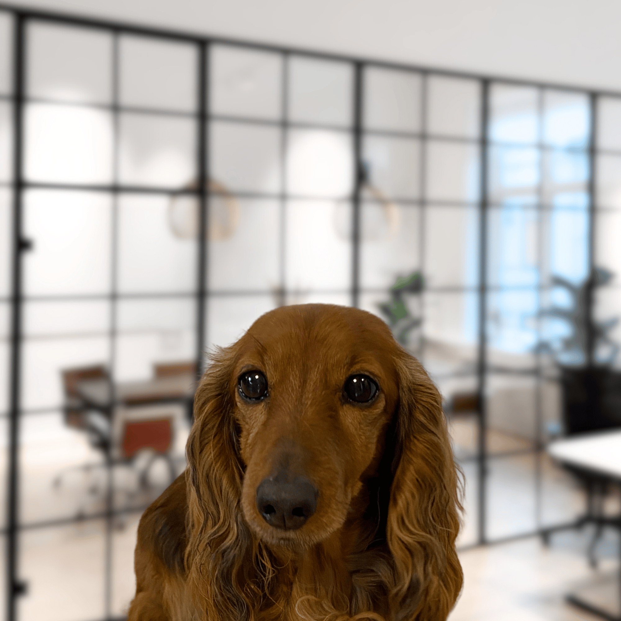 Design uden navn-2-kopi 11